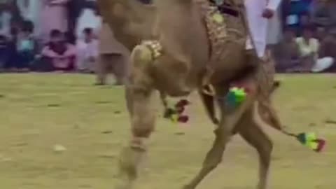 Camels dance competition very interesting