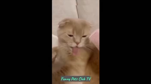 Funny Animal Videos 🤣 Funniest Cats and Dogs Videos 2024 😹🐶 #151