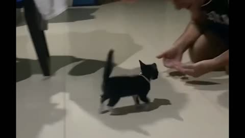 Father playing with the kitten 😅😸