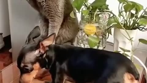 Funny cat and dog fight😂