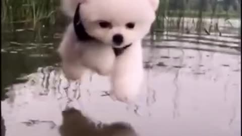 Cute Dog Is Want To Swiming