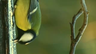 The great tit bird on a manger # bird #nature