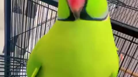 Beautiful tia bird trending video