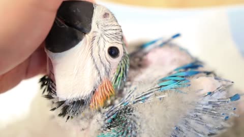 How baby macaw grows up | From the hatch until the eyes opened #3