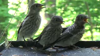 Blue Birds Feeding