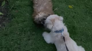 shih tzu playing