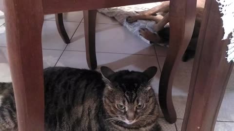 cat and dog sleeping in the kitchen