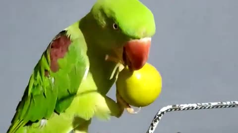 Angry parrot# talking parrot #short videos