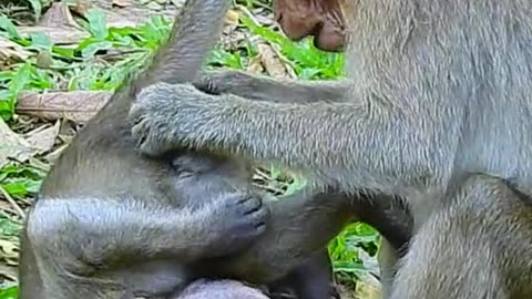 How funny this small monkey make moving like adult style on tiny baby monkey???