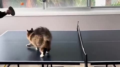 Cat plays tennis