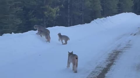Lynx Family Walks Down Snowy Road