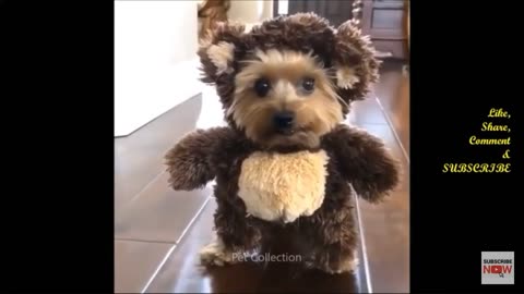 Cute baby dog