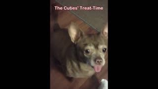 Dog Tricks for Treats! - Great Country Music - #Rumblevideos