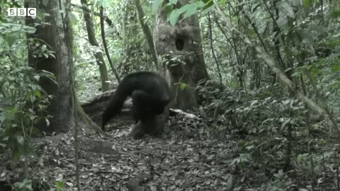 Humans and wild apes share common sign language, study finds