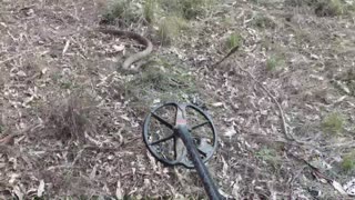 Metal Detecting With Snakes