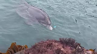 Dolphin Shows Off Its new Toy