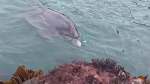 Dolphin Shows Off Its new Toy