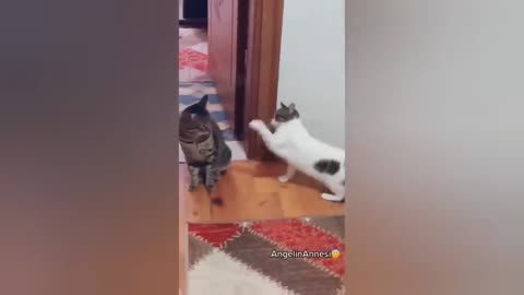 Cat Funny-Cute Video compilation - Part 8