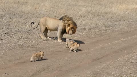 Lion dad and his babies