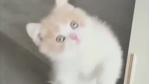 Cat videos cute kittens (720p)