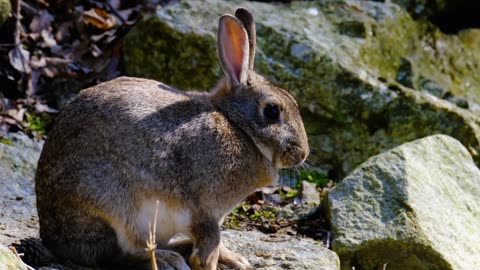 Rabbit long ears rock
