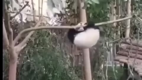 Cute panda