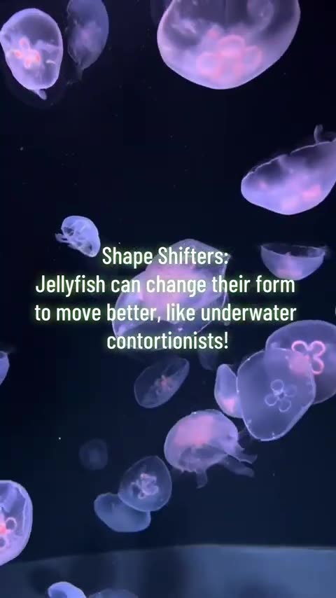 Would You Believe a Jellyfish Could Outsmart a Fish. #animals #pets #cute