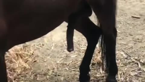 Horse showing somthing so Funny 🔥