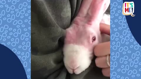 Wow wow wow. Cute Hairless Rabbit Has A Wonderful Hundreds Of Cozy Sweater To Show You.