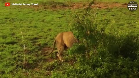 Tragic ! Lion's Leg Was Bitten Off By Hyena During A Fierce Confrontation Over Food