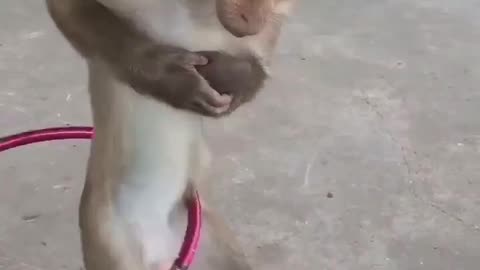 Monkey playing