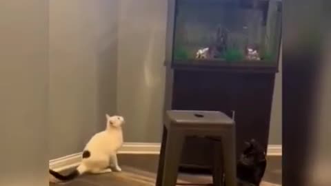 funny cats