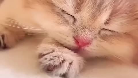 cute cats