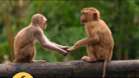 Funny animals performance, 😄😢🤣funny monkey, funny videos, funny cats, funny dogs 🐕😄😆🤣