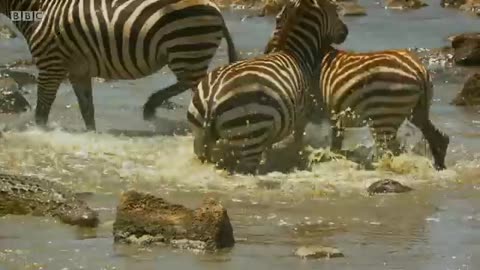 Shani the Zebra's incredible escape from ferocious crocodiles - BBC