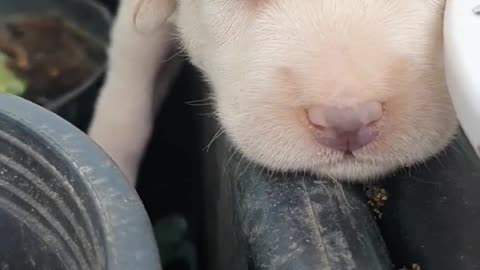 beautiful pupy in white