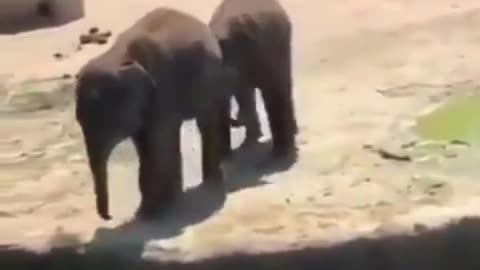 baby elephant being a dick