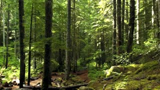 Video Of Forest - Free Stock Creative Commons Video