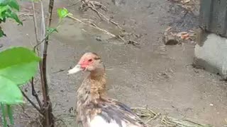 Muscovy duck