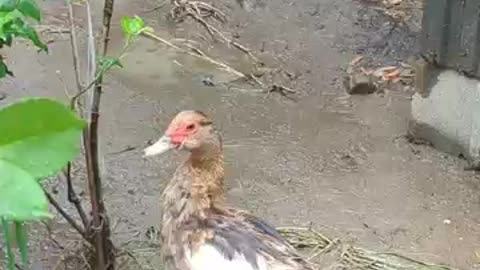 Muscovy duck