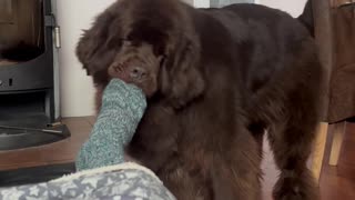 Dog Helps Owner Take Sock Off