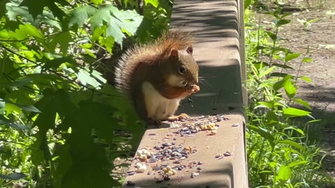 Red tailed squirrel decides to deal with bully grey squirrel