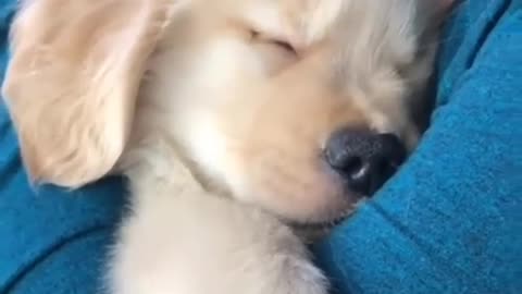 So adorable nap 😭
