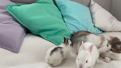 Kitten Meets Tiny Bunnies [Cutest Overload