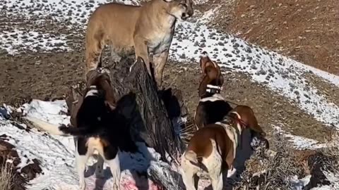 Tiger vs dogs fight real enemies
