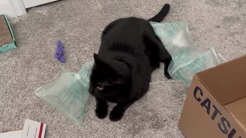 Adopting a Cat from a Shelter Vlog - Cute Precious Piper Holds Down the Packing Material