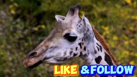 Giraffe mammal head