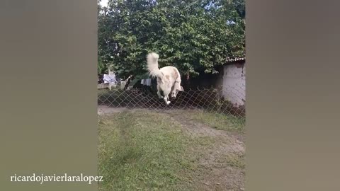 Funny Dog Videos😂