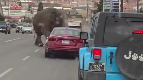 EE.UU | Un elefante deambula por las calles de Butte, Montana.