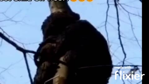 Juvenile Bigfoot In Tree